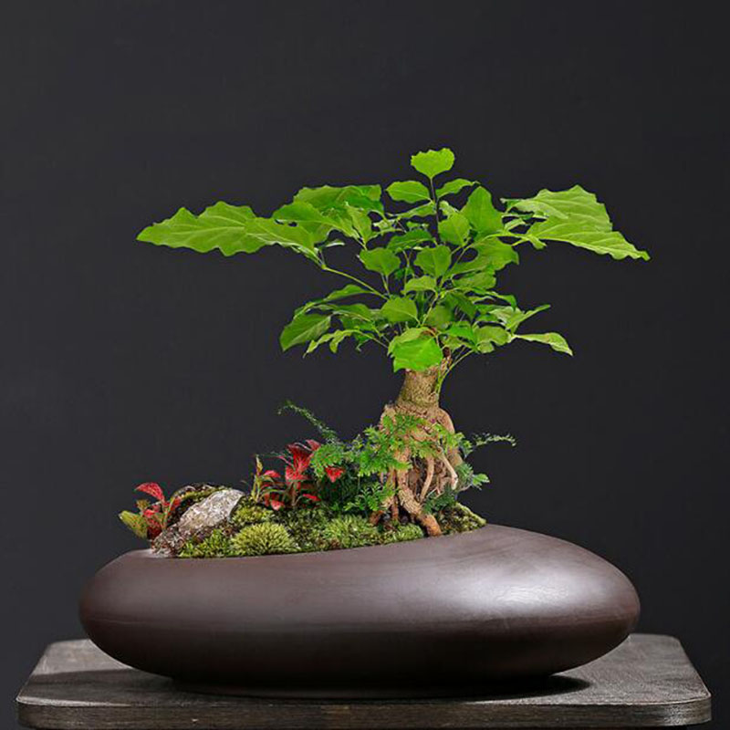 Retro Purple Clay Plant Pot Ch - Tagine Clay Pot avis et prix